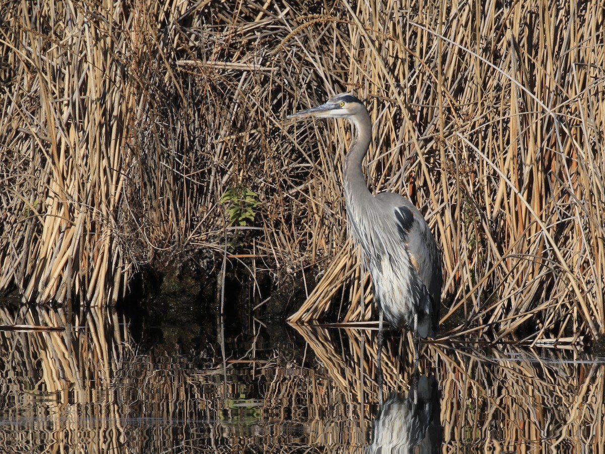 Great Blue Heron - ML646798555