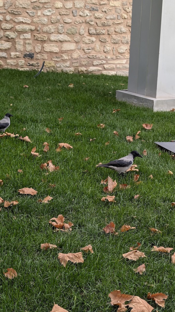 Hooded Crow - ML646798556