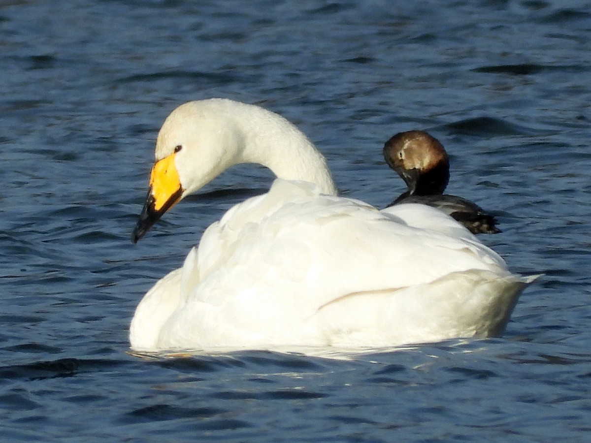 Гангар хун - ML646798557