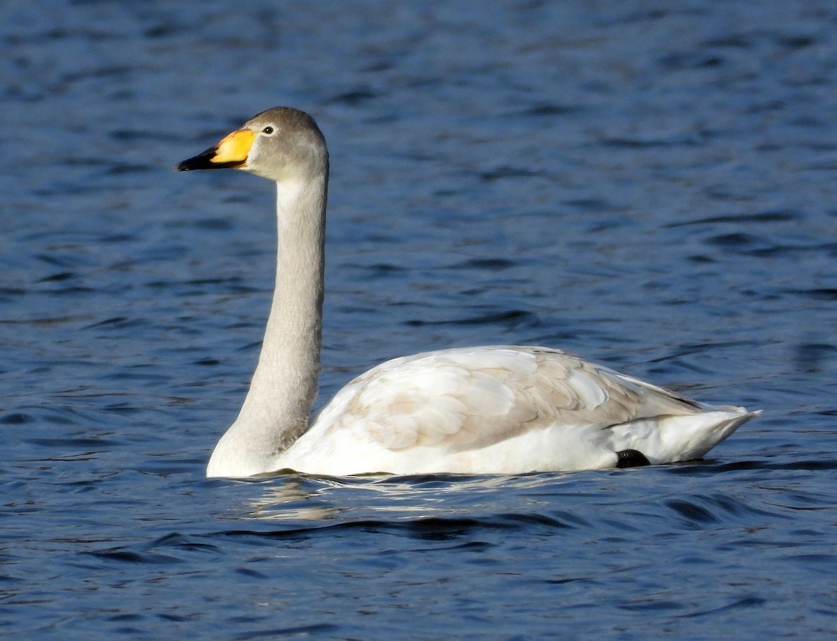 Гангар хун - ML646798558