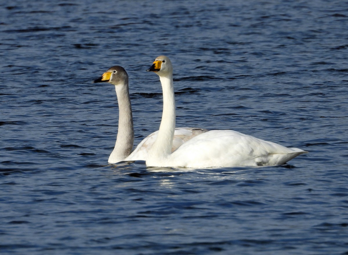 Гангар хун - ML646798559