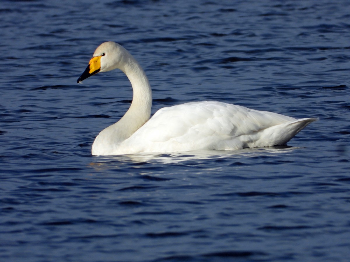 Гангар хун - ML646798561