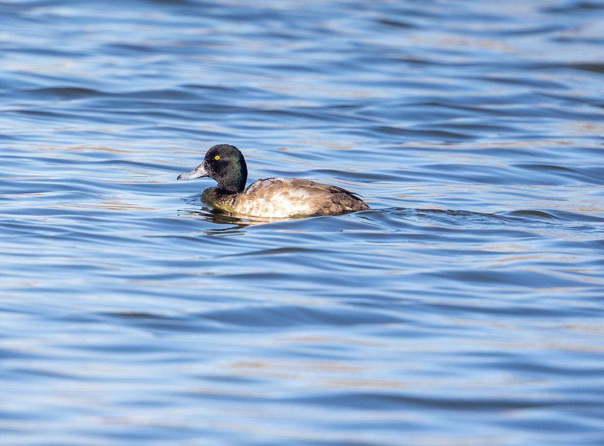 Морская чернеть - ML646798564