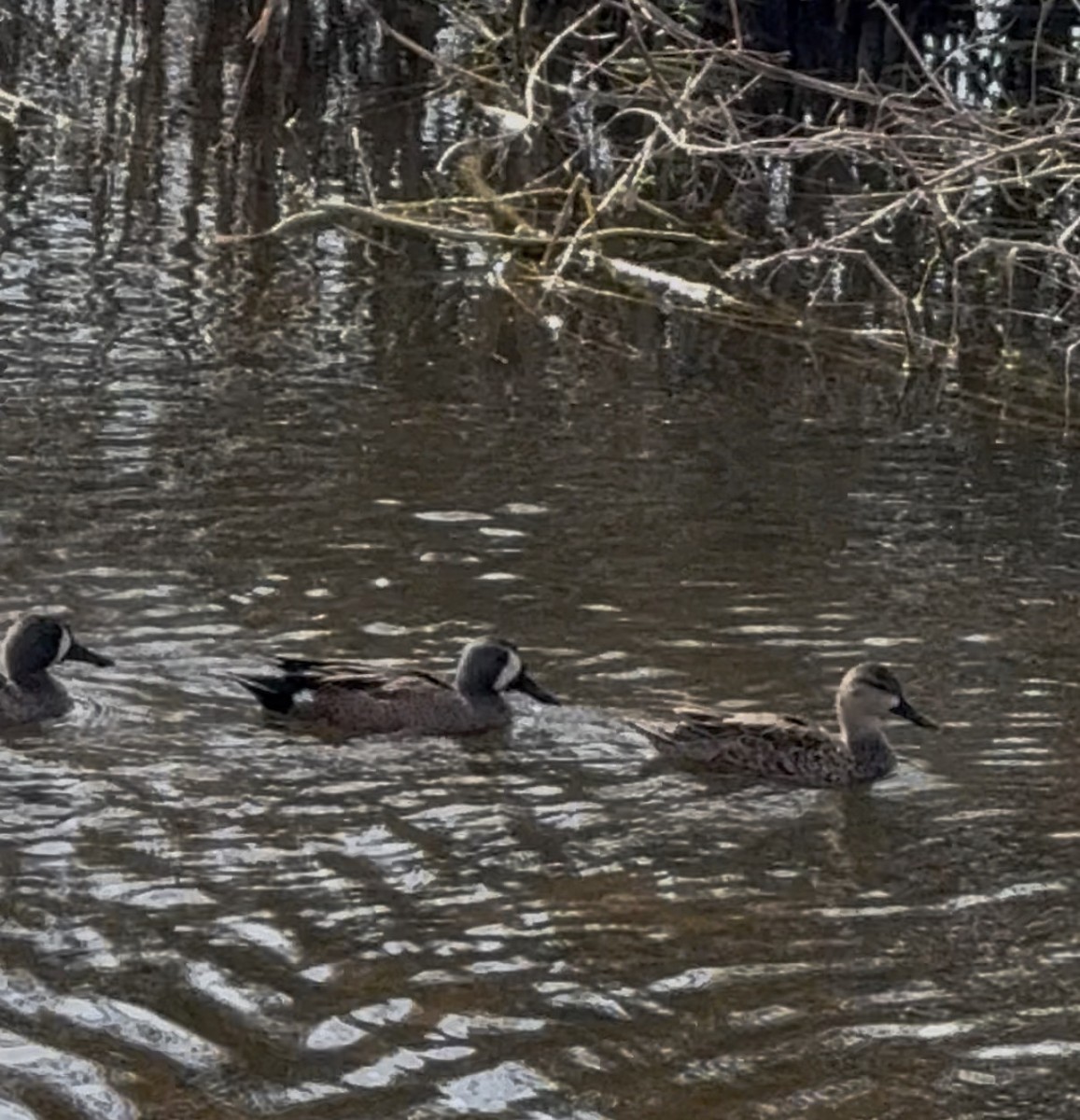 ミカヅキシマアジ - ML646798565