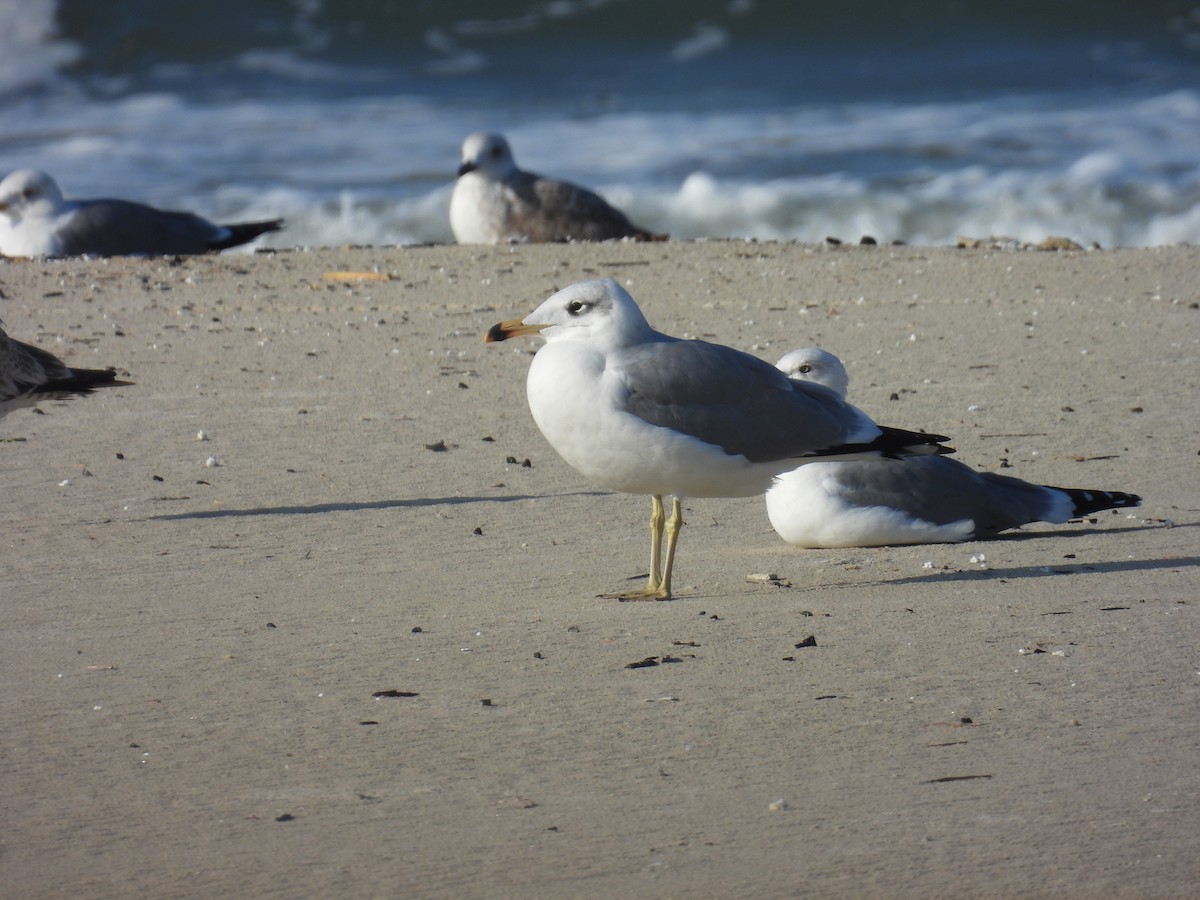 Kaiotzar burubeltza - ML646798572