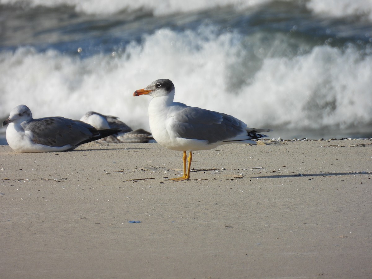 Kaiotzar burubeltza - ML646798573