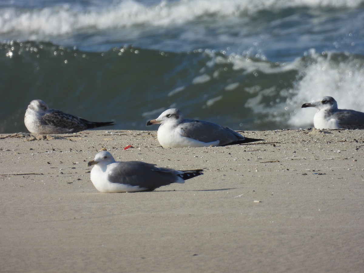 Kaiotzar burubeltza - ML646798574