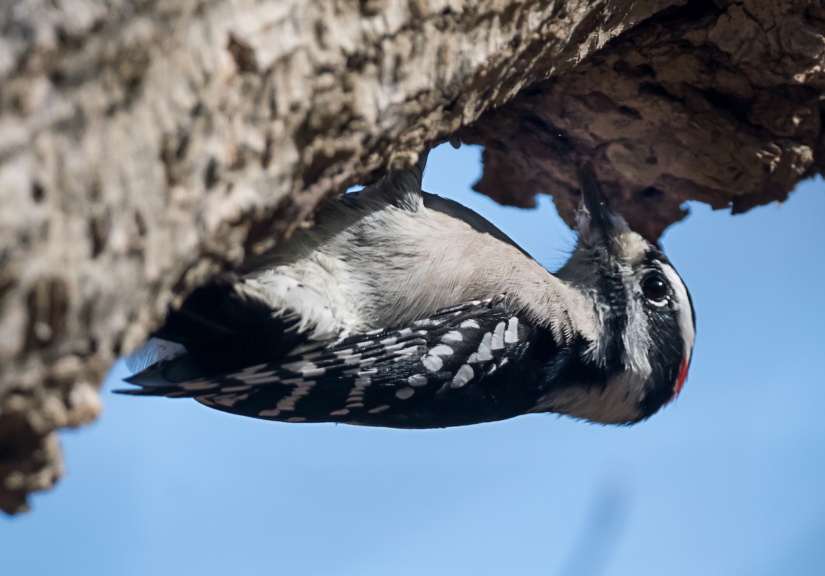 Downy Woodpecker - ML646798575