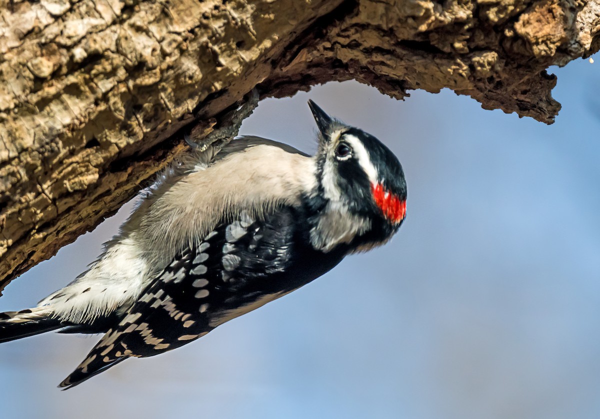 Downy Woodpecker - ML646798576