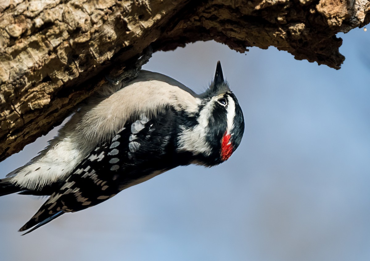 Downy Woodpecker - ML646798577