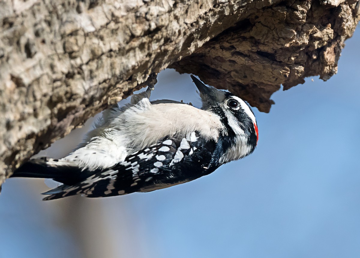 Downy Woodpecker - ML646798578