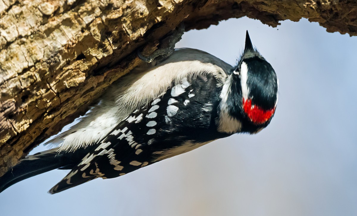 Downy Woodpecker - ML646798579