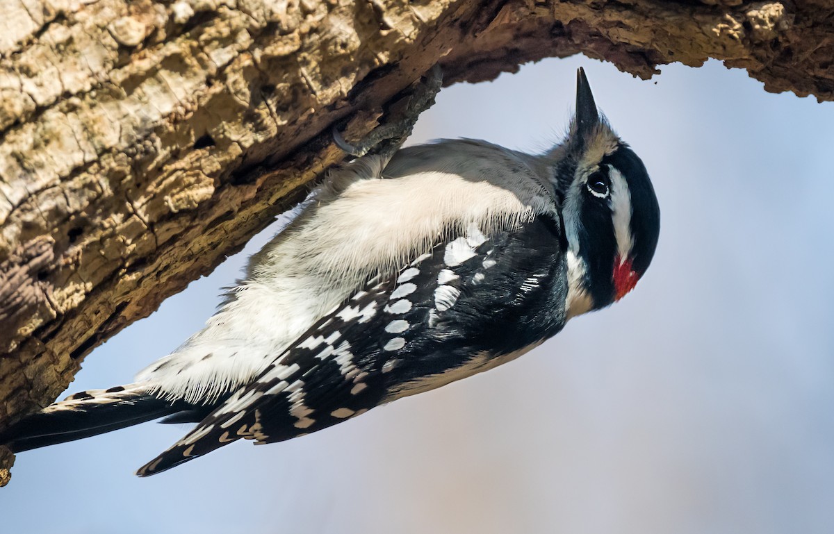 Downy Woodpecker - ML646798580