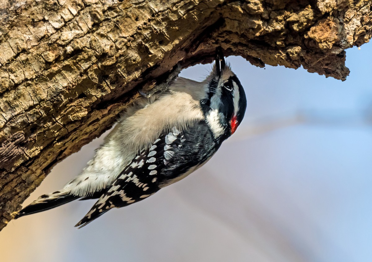 Downy Woodpecker - ML646798581