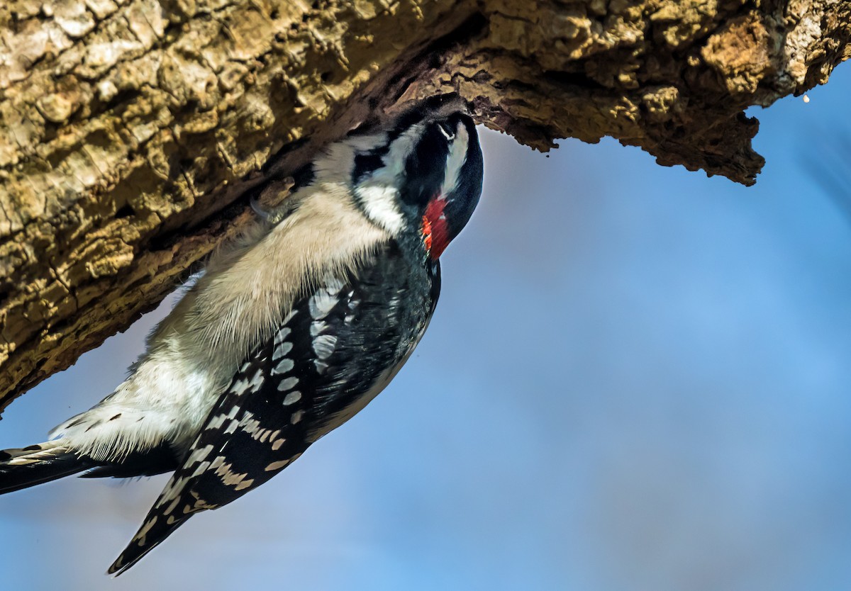 Downy Woodpecker - ML646798582