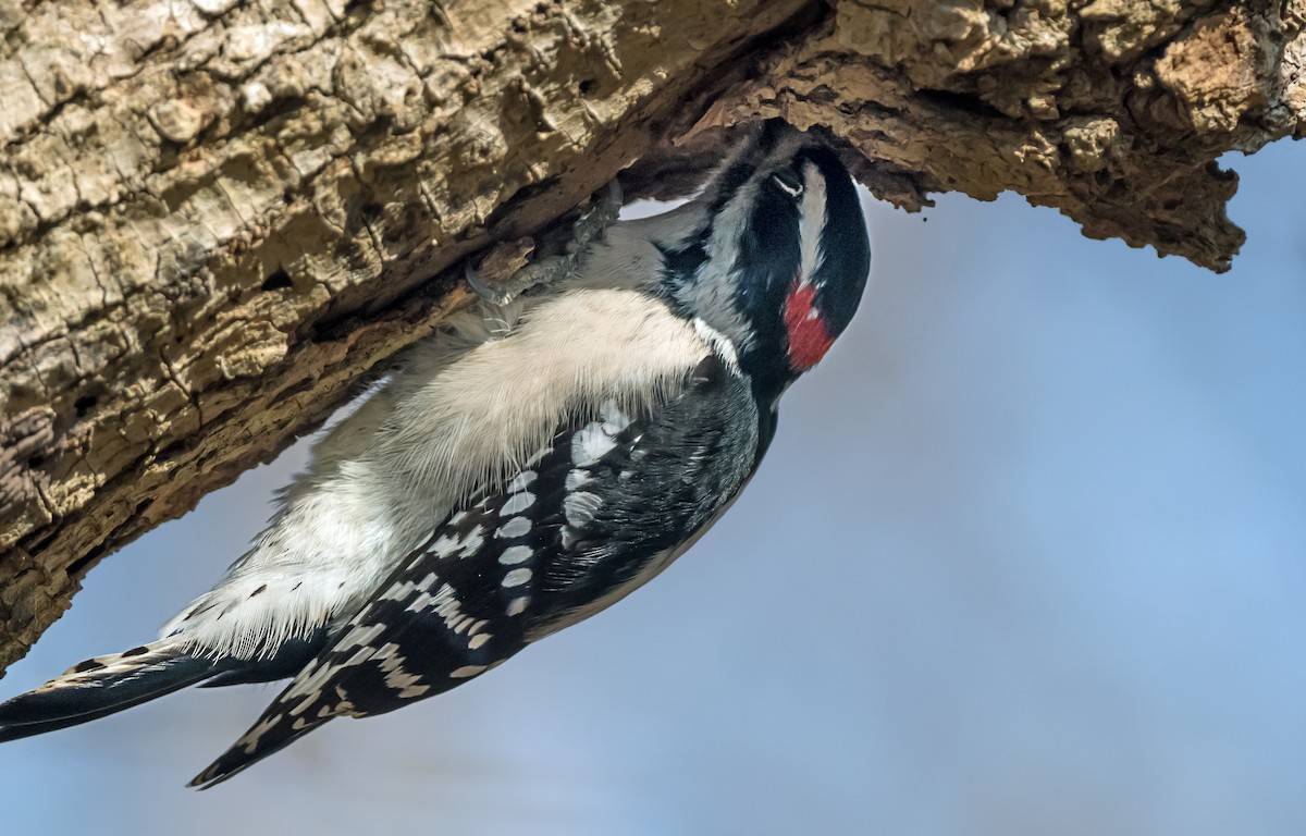 Downy Woodpecker - ML646798583