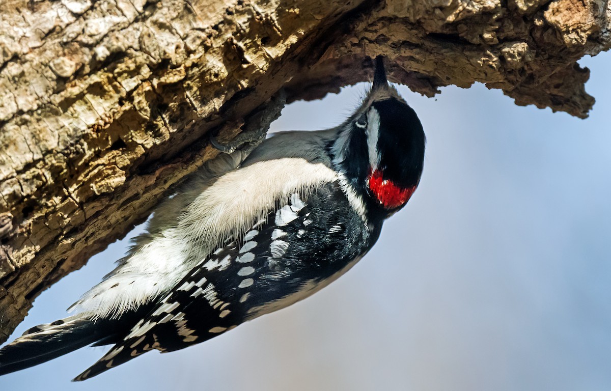 Downy Woodpecker - ML646798584