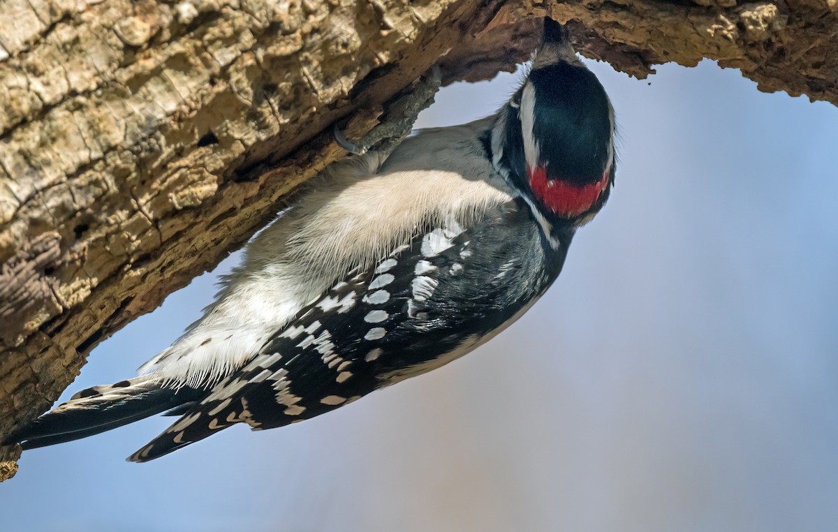 Downy Woodpecker - ML646798585