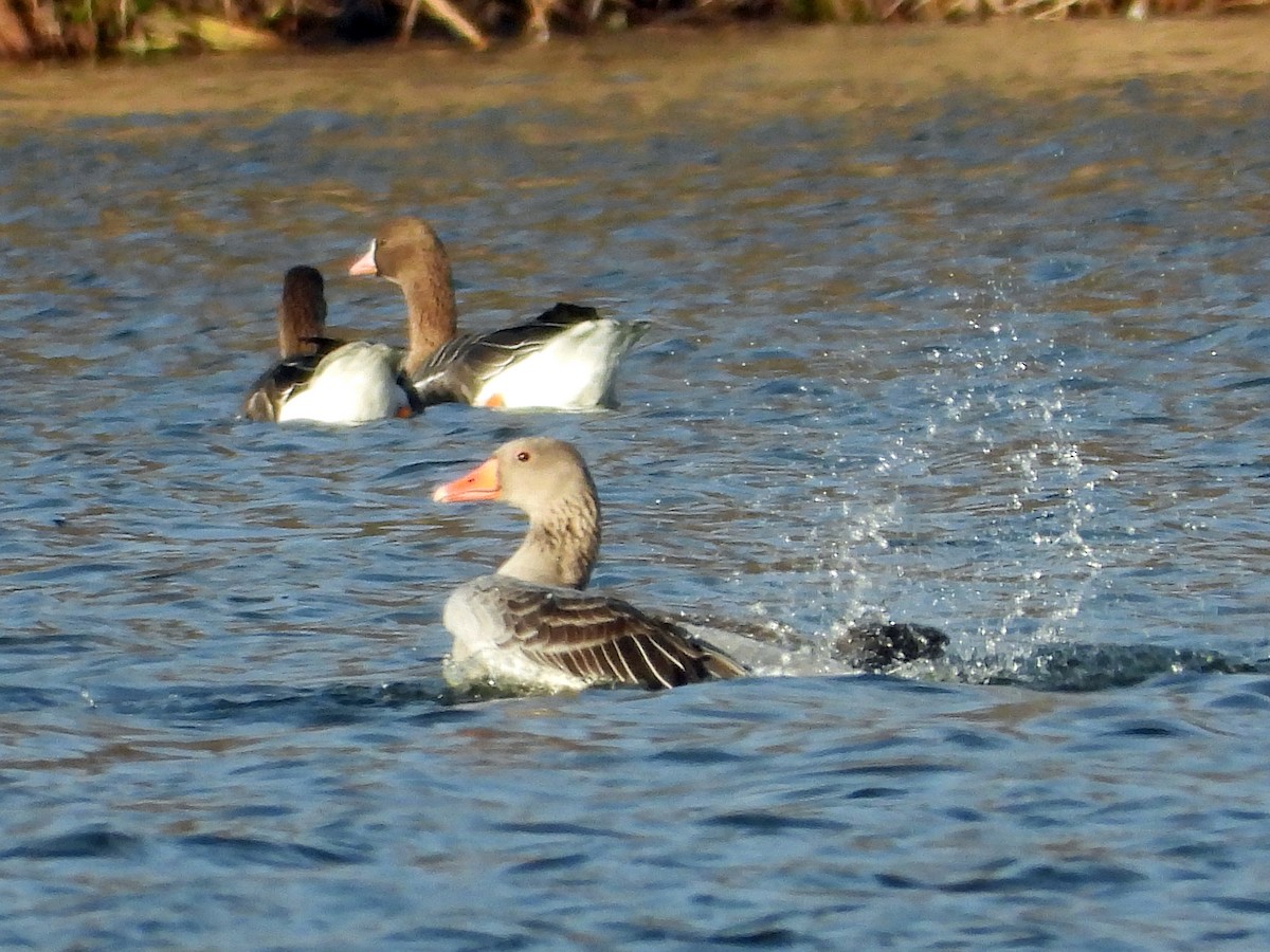 Бор галуу - ML646798586