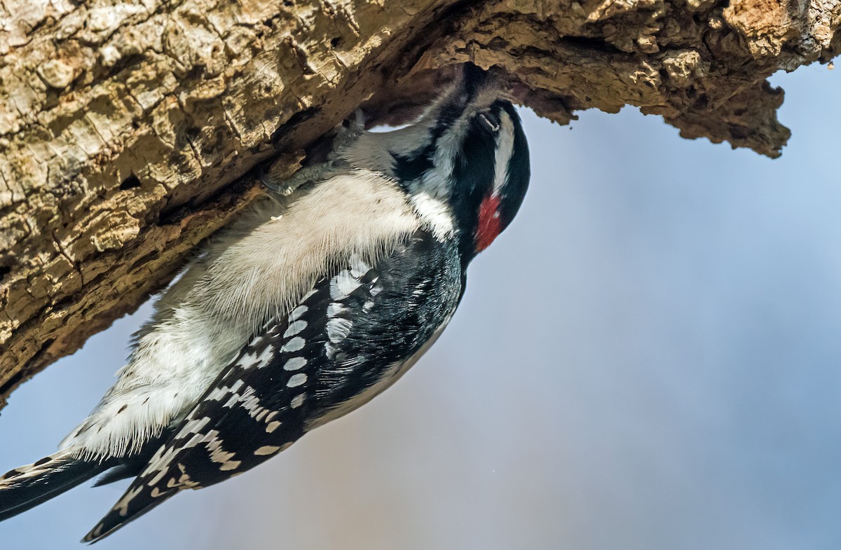 Downy Woodpecker - ML646798588