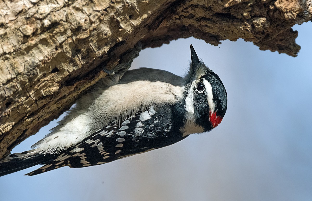 Downy Woodpecker - ML646798590