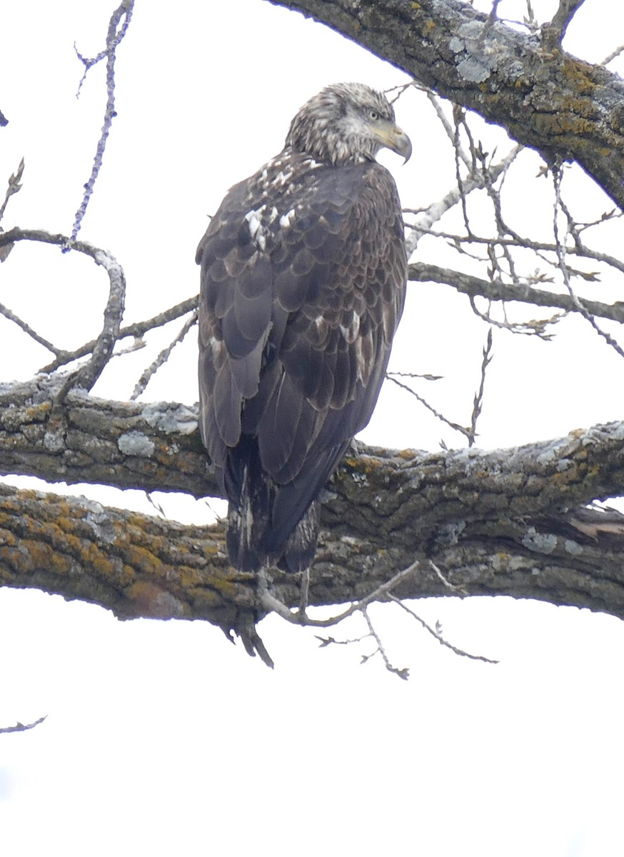 Pygargue à tête blanche - ML646798591