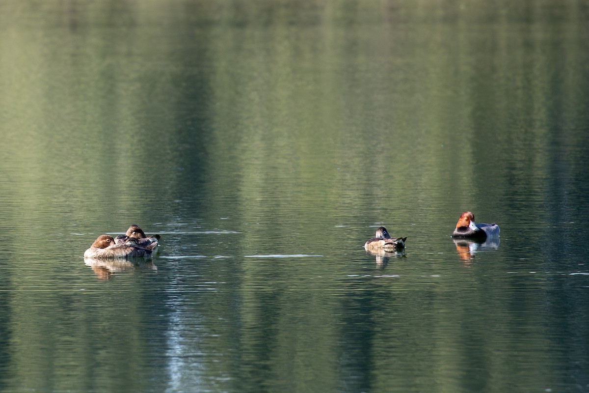 アメリカホシハジロ - ML646798592