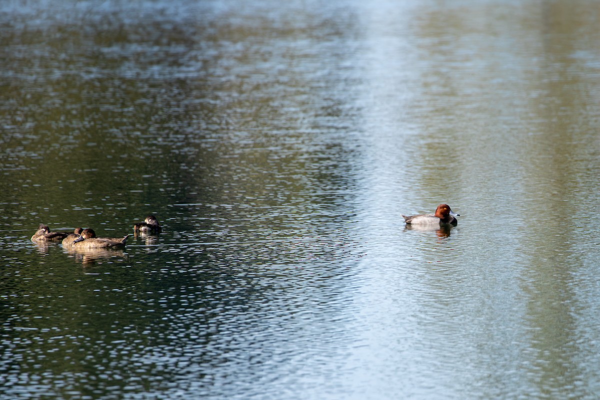 アメリカホシハジロ - ML646798593