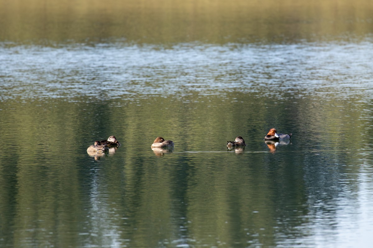 アメリカホシハジロ - ML646798594