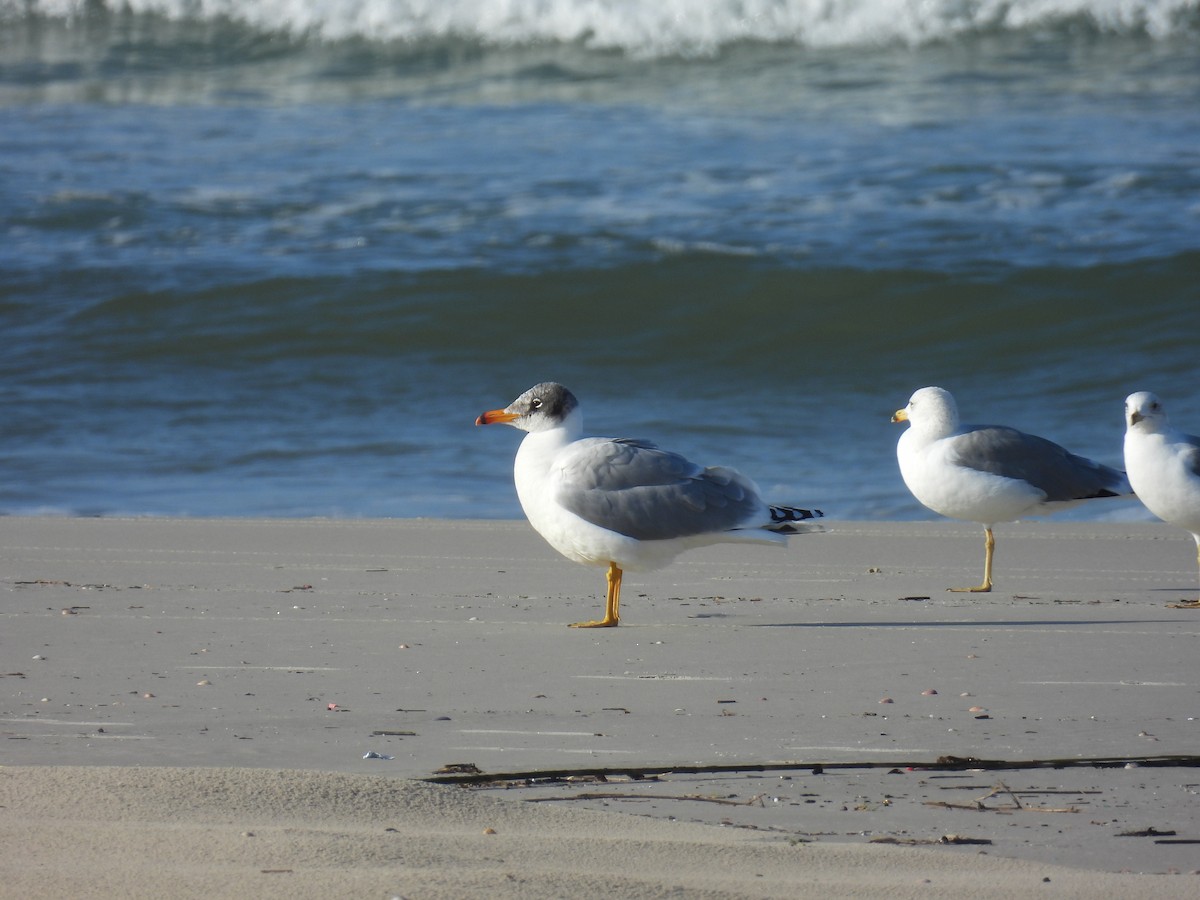 Kaiotzar burubeltza - ML646798595