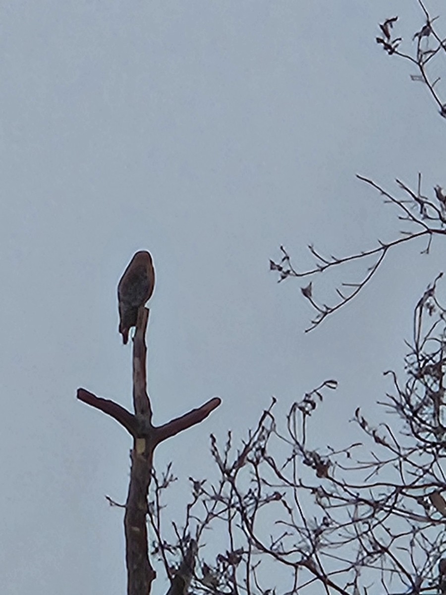 Red-shouldered Hawk - ML646798596