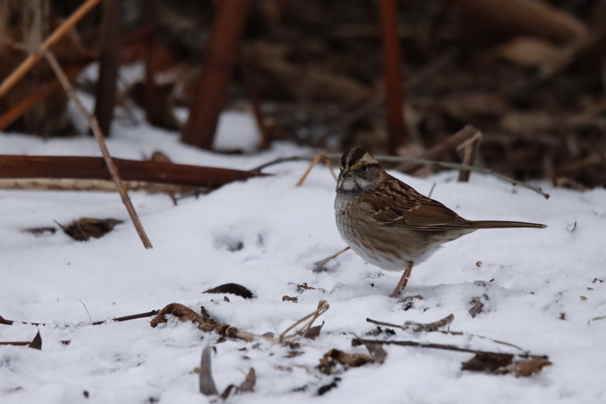 Белогорлая зонотрихия - ML646798602