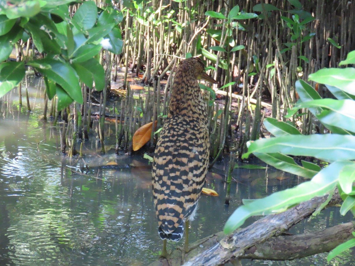 Rufescent Tiger-Heron - ML646798605