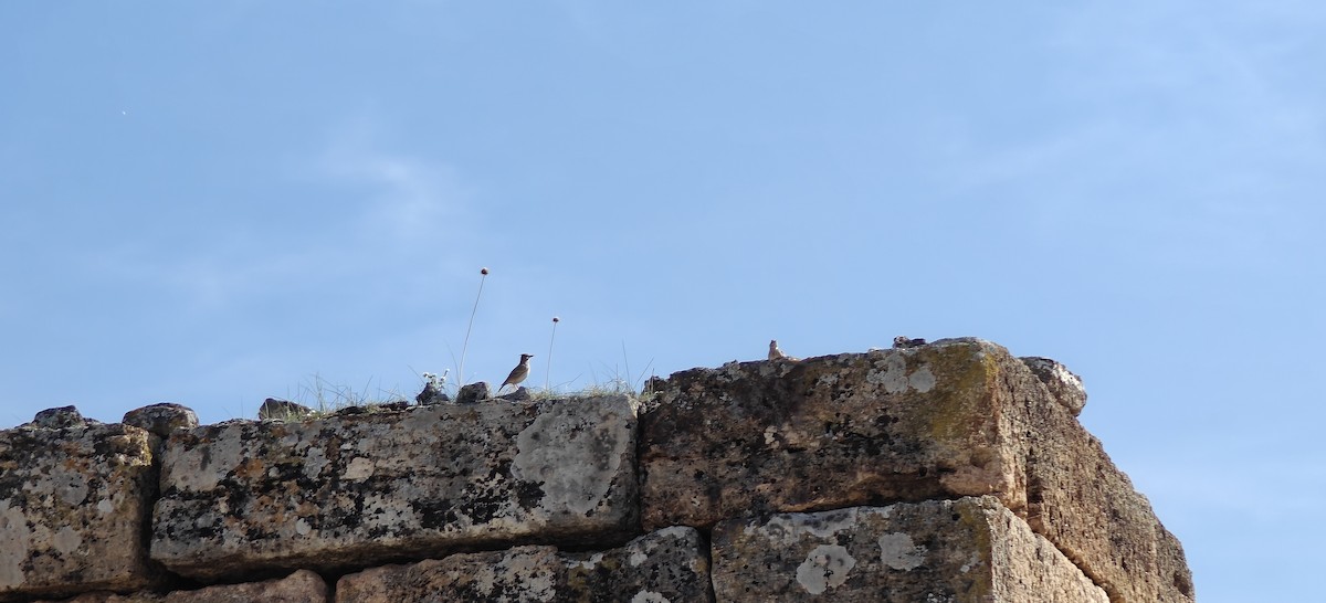 Crested Lark - ML646798608