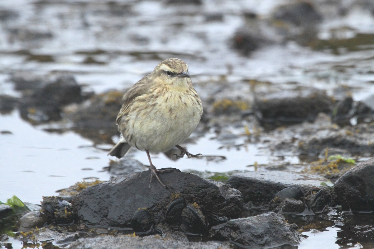 New Zealand Pipit - ML64679861