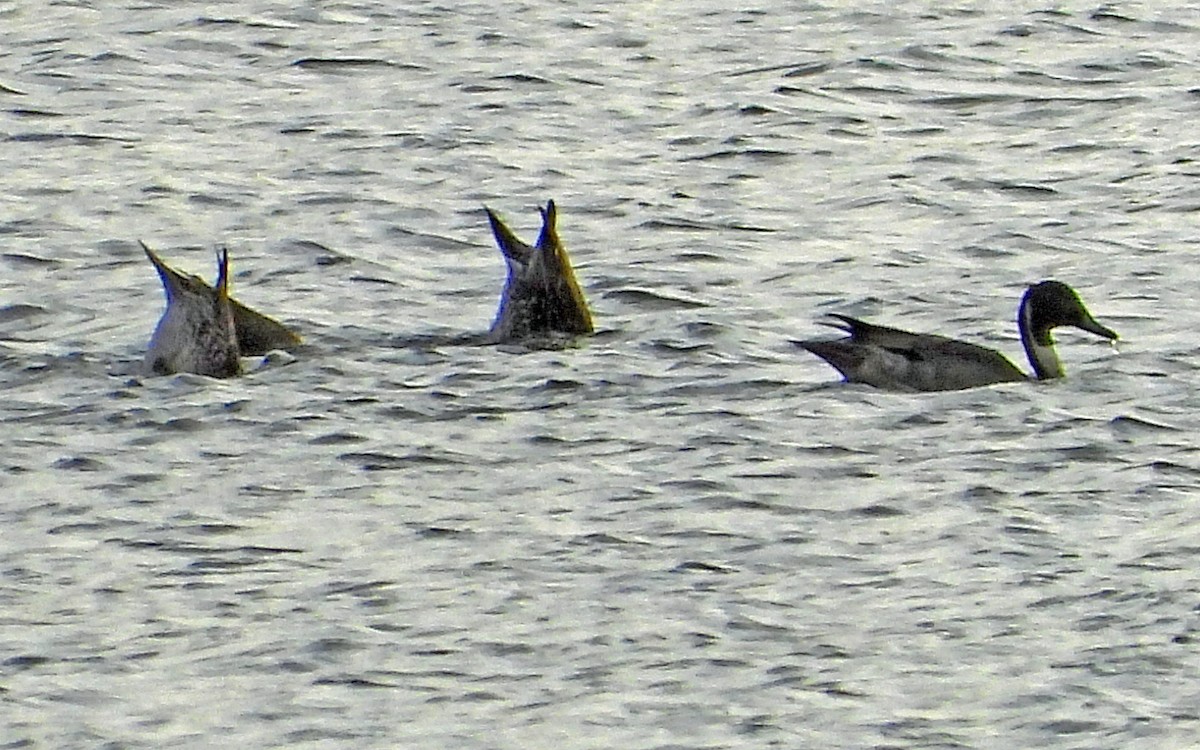 Шовтгор алаг нугас - ML646798617