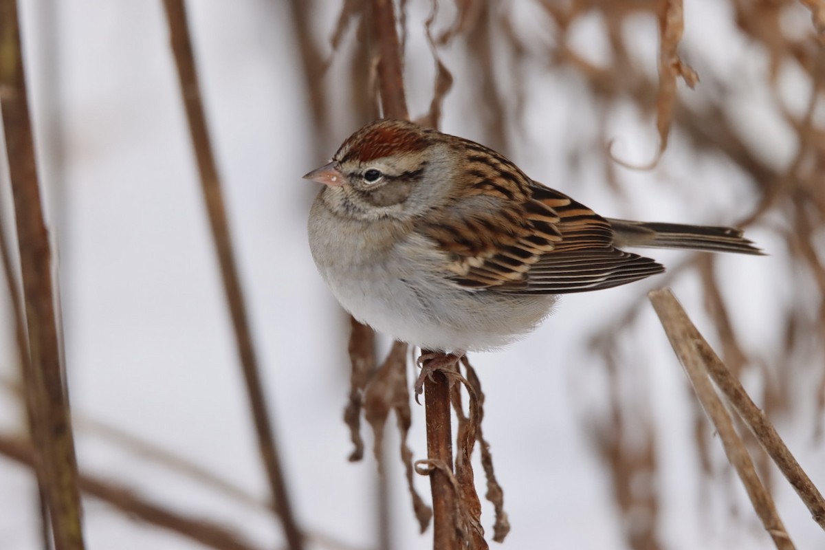 Малая воробьиная овсянка - ML646798618