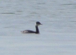 Красношейная поганка - ML646798620