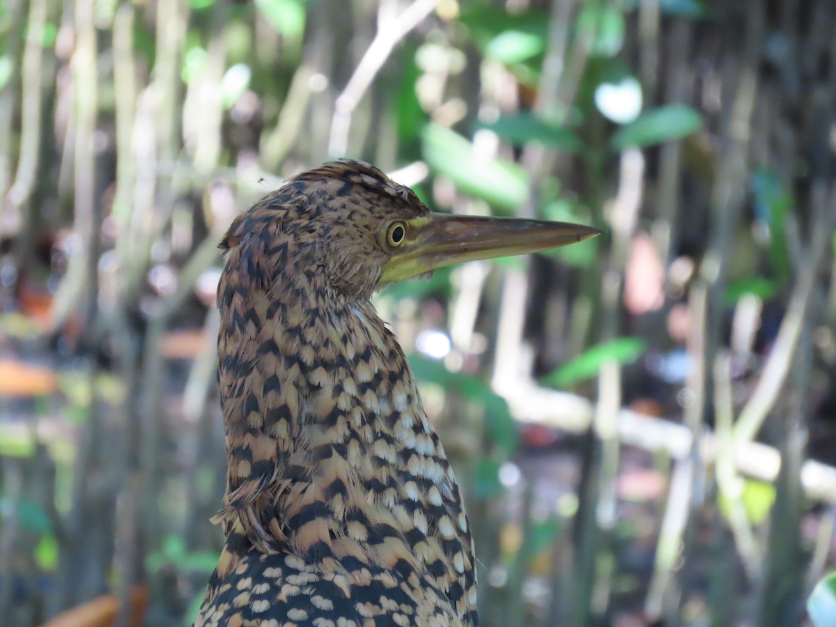 Rufescent Tiger-Heron - ML646798621