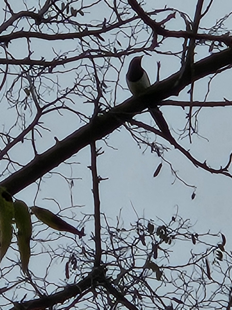 Yellow-billed Magpie - ML646798622