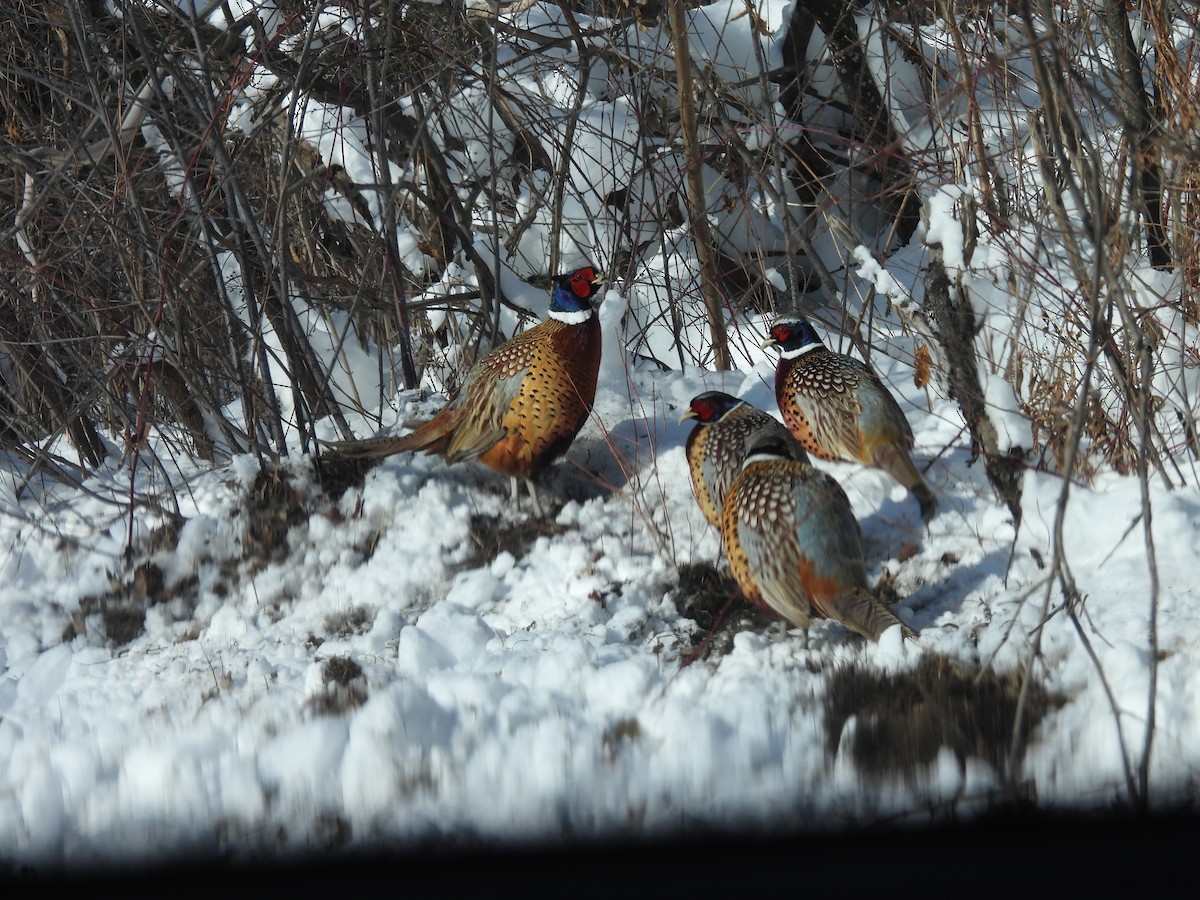 Faisan de Colchide - ML646798623