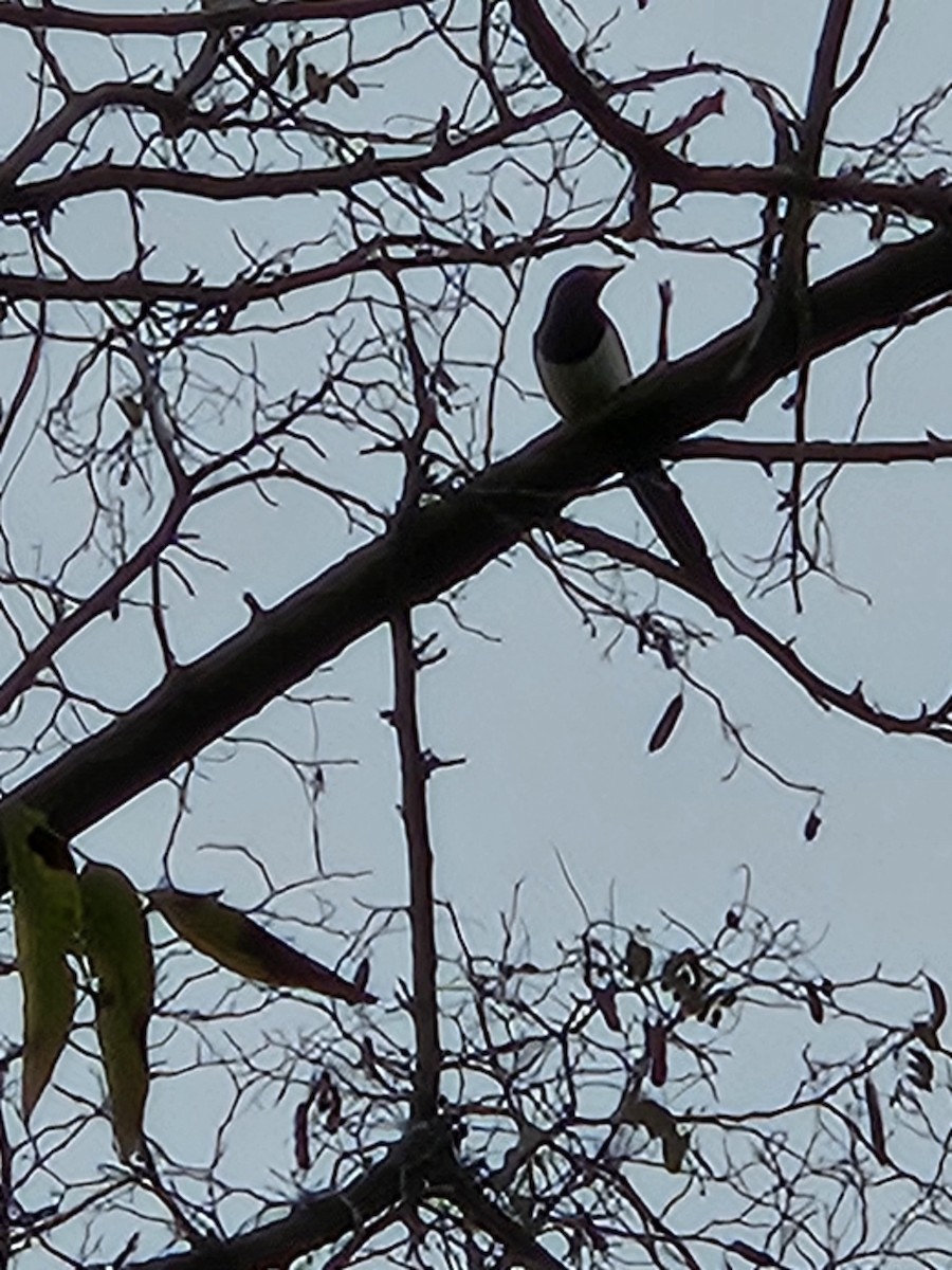 Yellow-billed Magpie - ML646798630