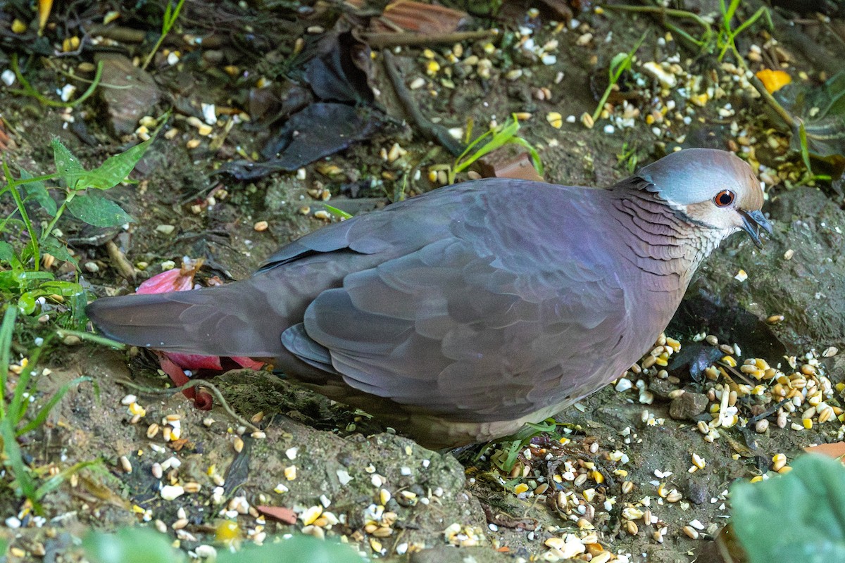 Lined Quail-Dove (linearis) - ML646798632