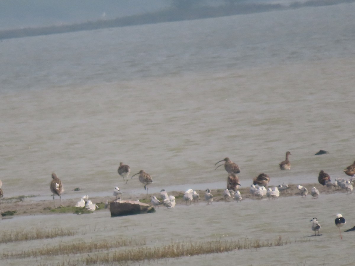 Eurasian Curlew - ML646798634