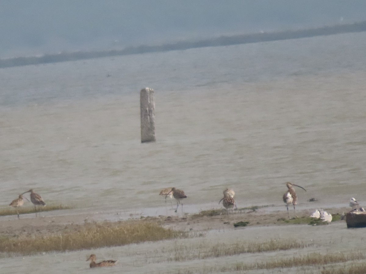 Eurasian Curlew - ML646798635