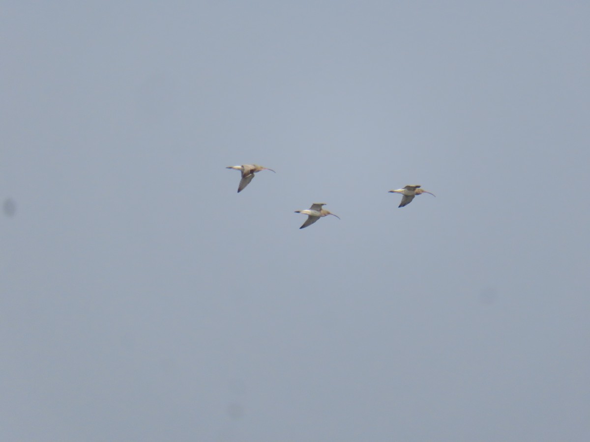 Eurasian Curlew - ML646798636