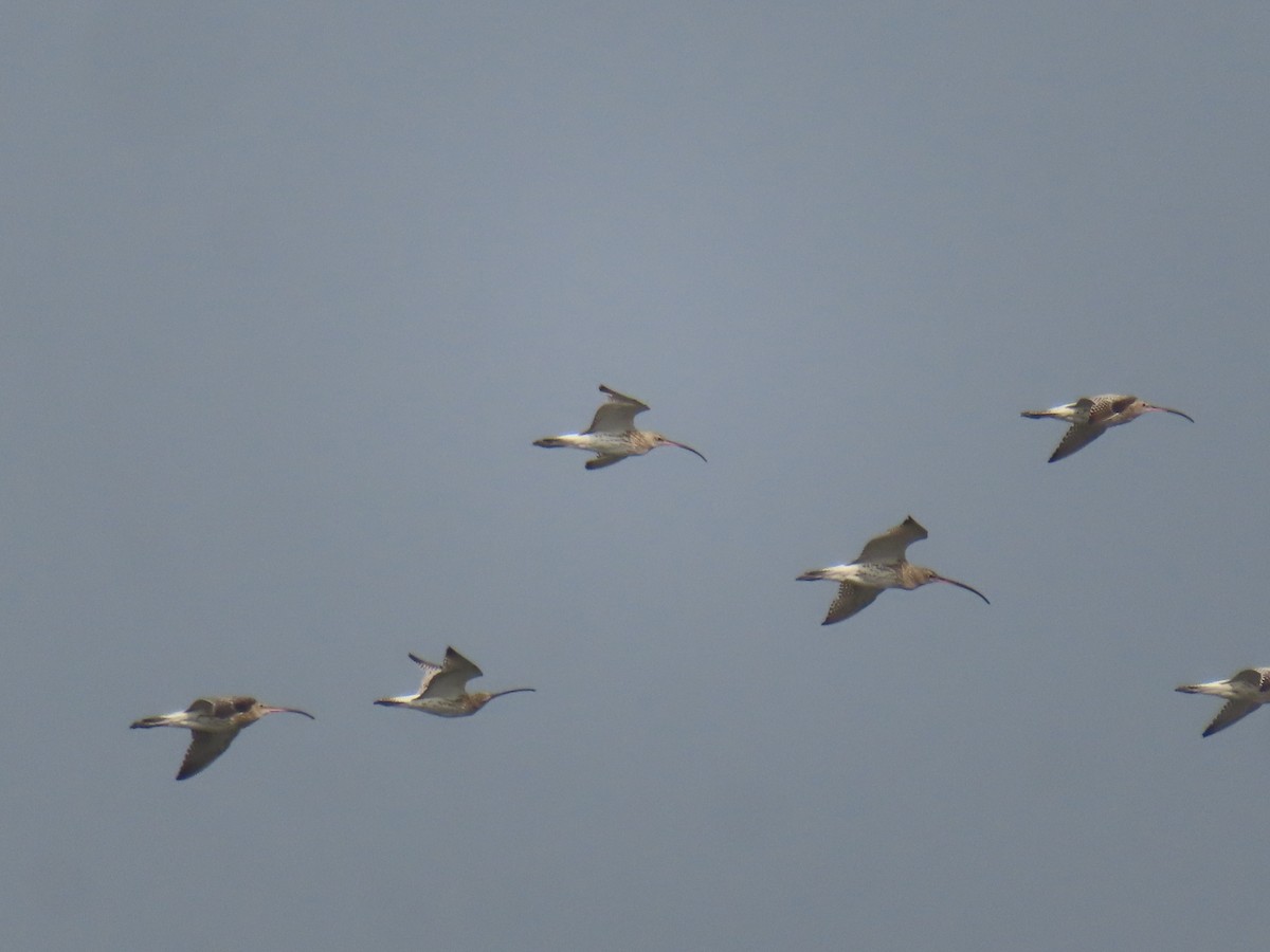 Eurasian Curlew - ML646798637