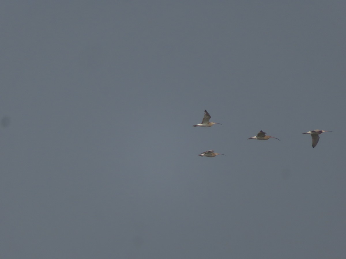 Eurasian Curlew - ML646798638