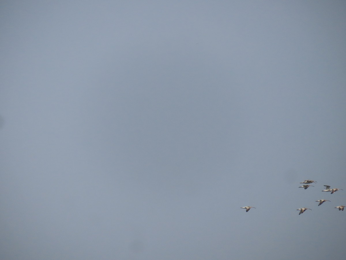 Eurasian Curlew - ML646798639