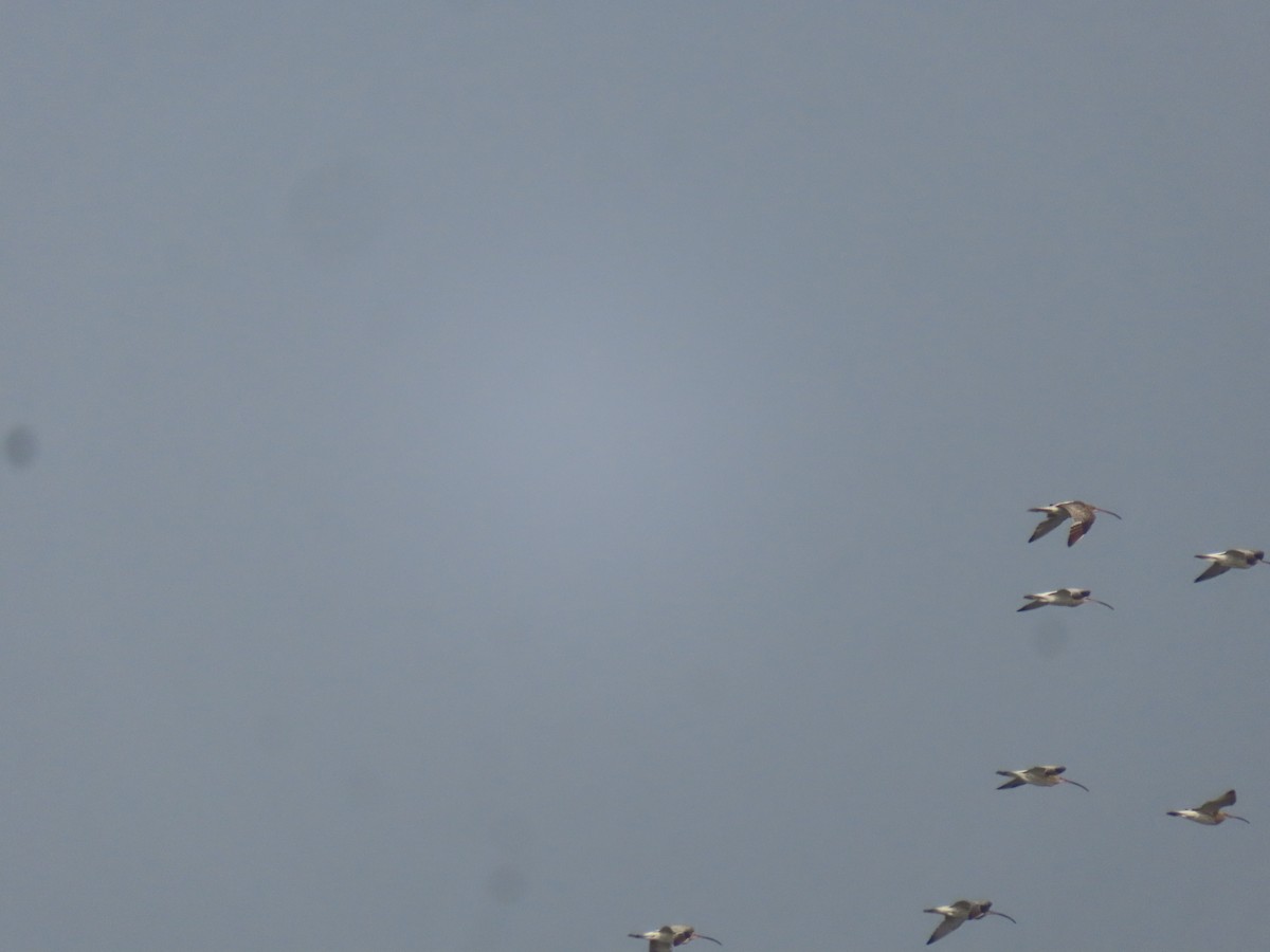 Eurasian Curlew - ML646798640